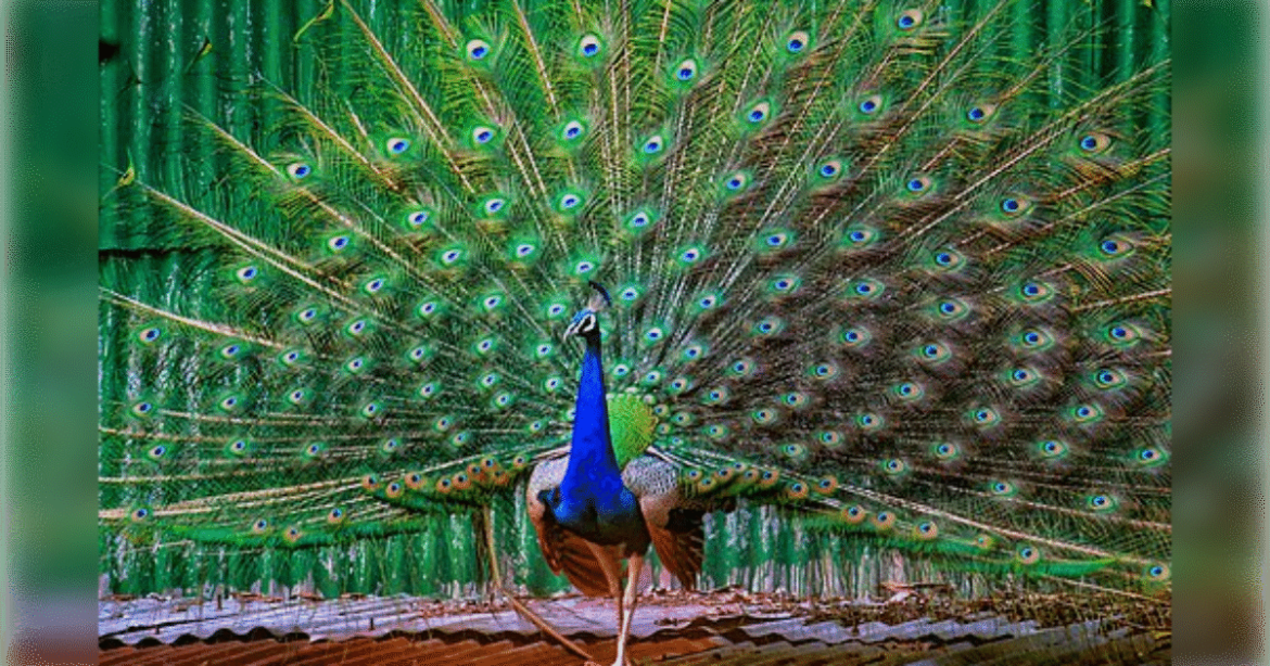 Bizarre: Florida Man Arrested After Killing and Eating His Pet Peacocks Bizarre: Florida Man Arrested After Killing and Eating His Pet Peacocks