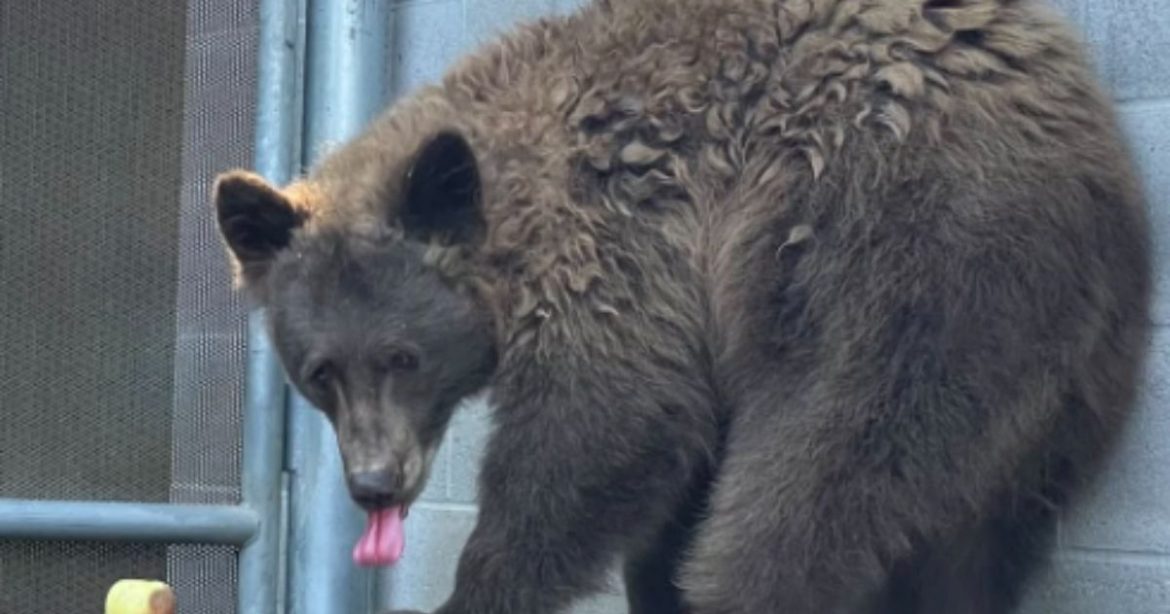 California Zoo Officials Baffled as Wild Bear Breaks Into California Exhibit to Hang Out with Resident Bears California Zoo Officials Baffled as Wild Bear Breaks Into California Exhibit to Hang Out with Resident Bears