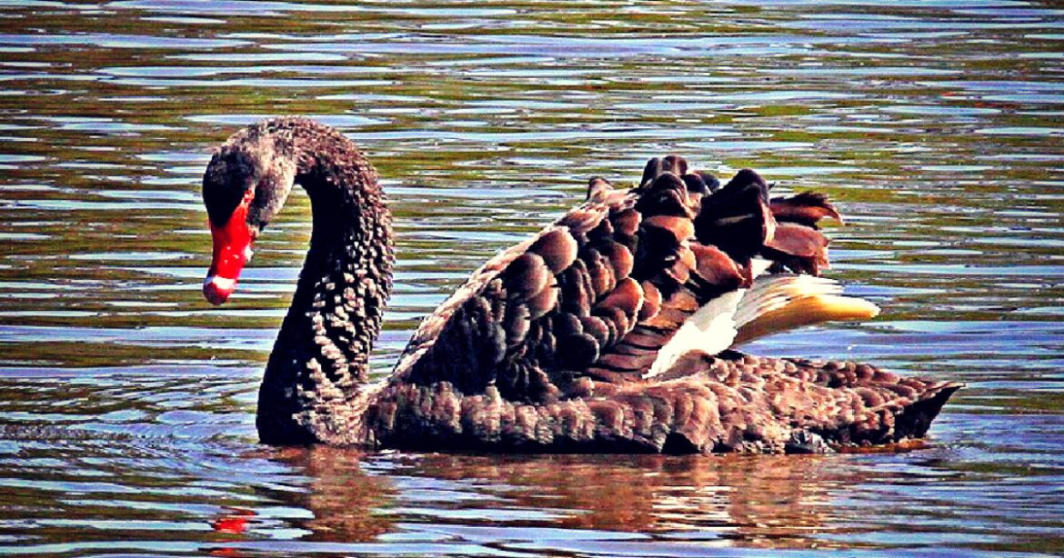 BRITISH FOWL PLAY: Black Swan Exiled from Shakespeare’s Hometown After Terrorizing Visitors and Attacking Other Birds BRITISH FOWL PLAY: Black Swan Exiled from Shakespeare’s Hometown After Terrorizing Visitors and Attacking Other Birds