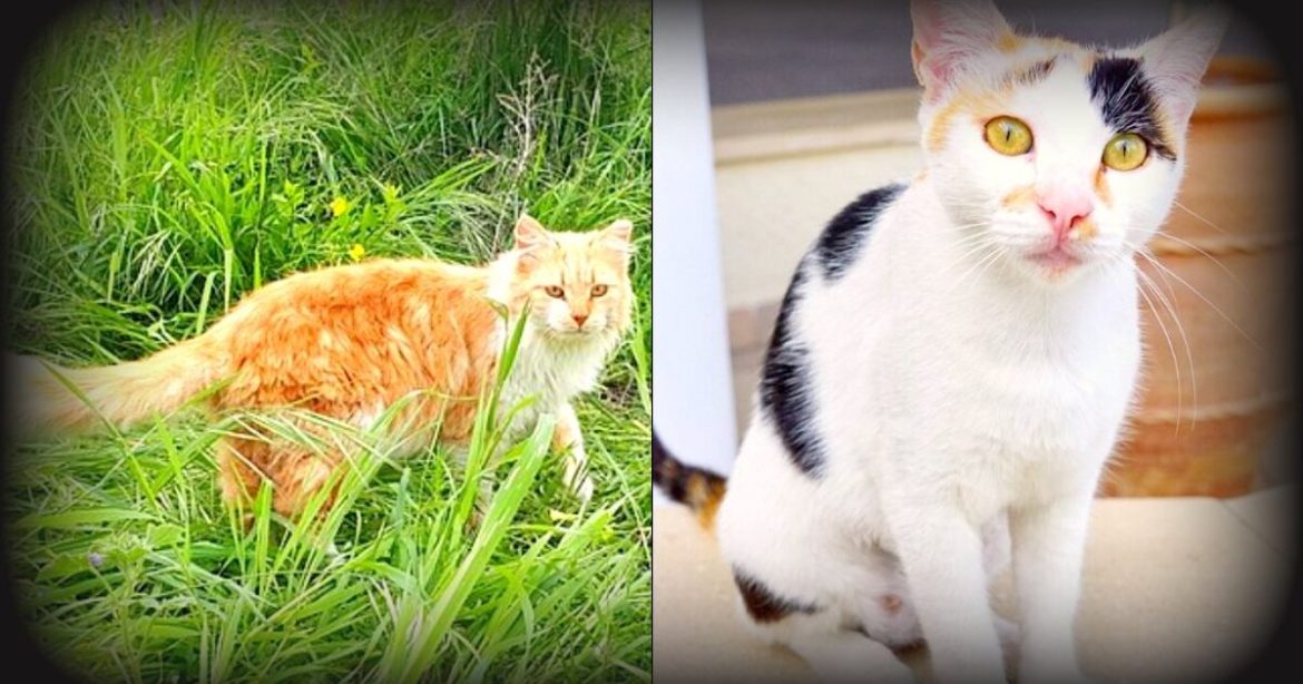 CAT ISLAND: Cyprus Has More Feral Cats Than People, and Now Officials Wants To Implement a Mass Sterilization Program