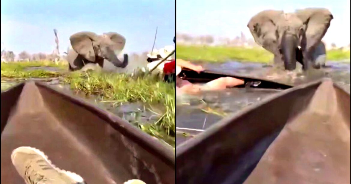 WATCH: Terrifying Footage Shows Raging Elephant Charging at British and American Tourists in Botswana WATCH: Terrifying Footage Shows Raging Elephant Charging at British and American Tourists in Botswana
