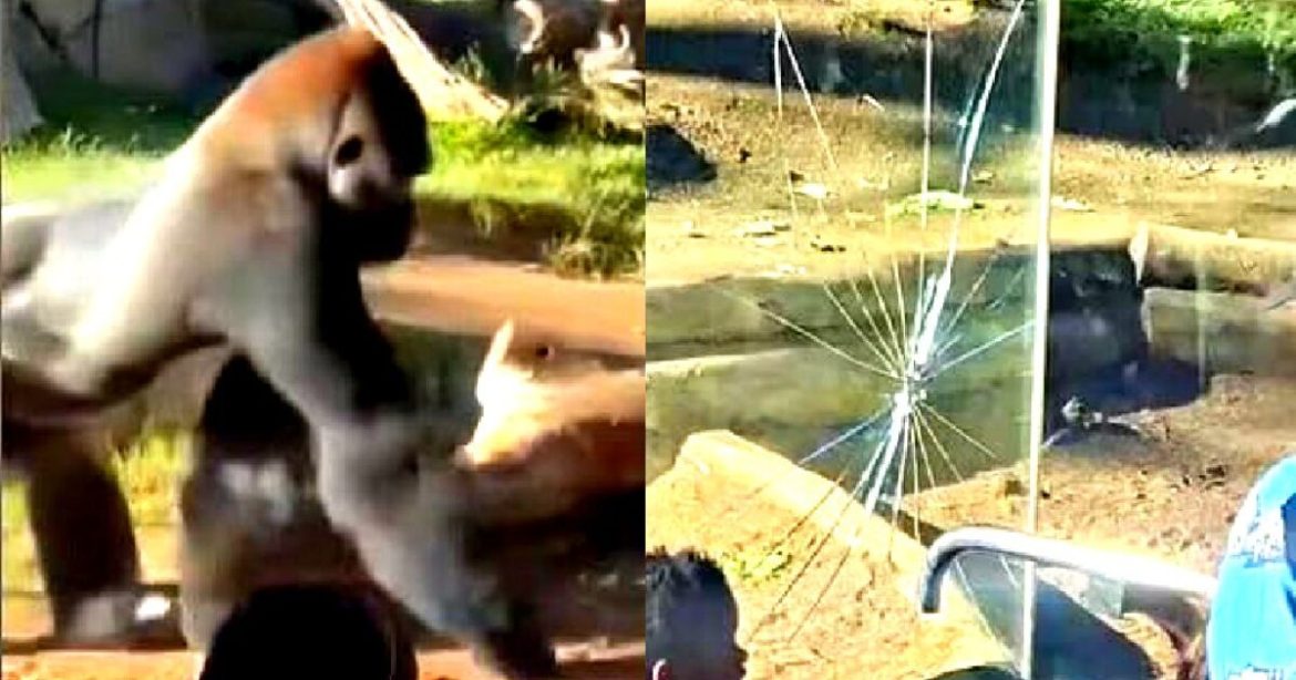 TOO MUCH MONKEY BUSINESS: Chilling Footage Shows Gorilla Charging, Slamming Glass Enclosure in San Diego Zoo, Cracking It (VIDEO)