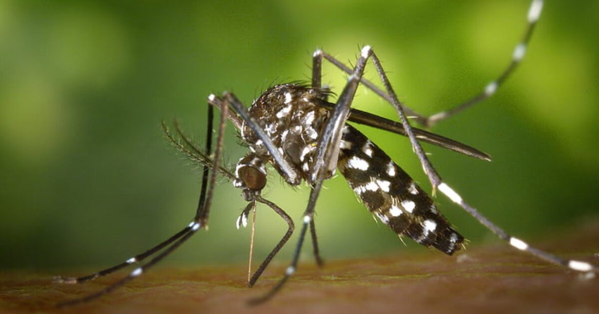 New York Confirms First Locally Acquired Chikungunya Virus Case in the U.S. Since 2019