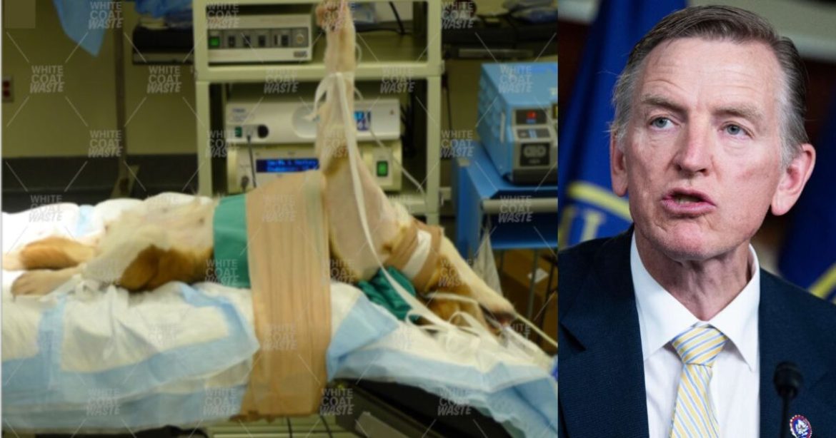 GOP Congressman Calls for End to Cruel NIH Dog Testing Following More Abuse Allegations Against Fauci’s Beagle Breeder GOP Congressman Calls for End to Cruel NIH Dog Testing Following More Abuse Allegations Against Fauci’s Beagle Breeder