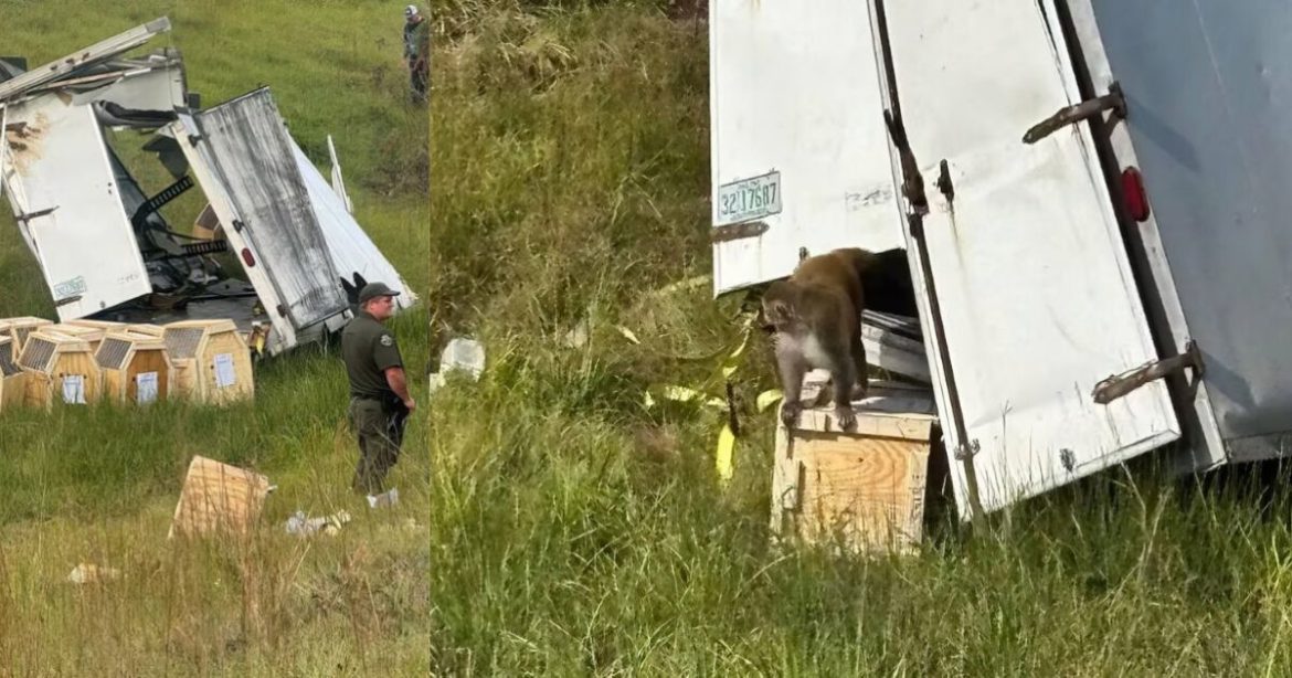 Fauci-Funded Tulane Primate Lab at Center of Mississippi Crash, Three Monkeys Still Missing (VIDEOS) Fauci-Funded Tulane Primate Lab at Center of Mississippi Crash, Three Monkeys Still Missing (VIDEOS)