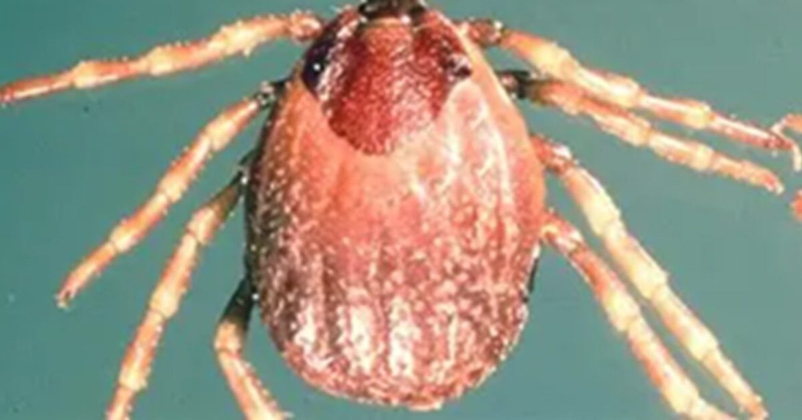 EXPOSED: US Labs Breeding Deadly Foreign Ticks in Bid for mRNA Vaccines