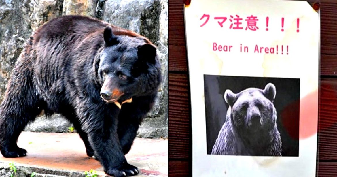 US State Department Warns Americans in Japan To Beware of Bear Attacks, as Police and Military Are Culling the Out-Of-Control Ursine Populations (VIDEOS)