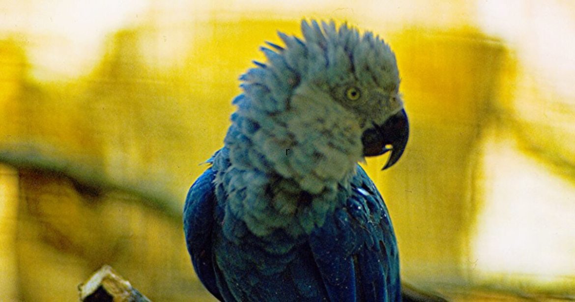 Rare Blue Macaws Infected with Deadly Circovirus in Brazilian Breeding Center