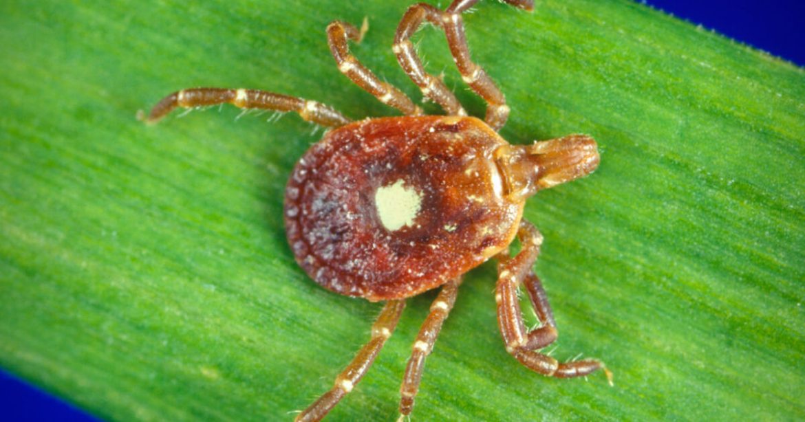 47-Year-Old New Jersey Pilot Becomes First Recorded Death from a Rare Meat Allergy Triggered by Tick Bites