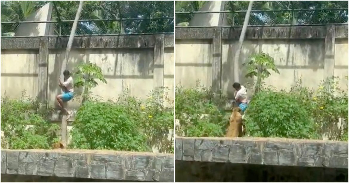 Man Mauled to Death After Climbing Into Lioness Enclosure — Caged Lion Will NOT Be Euthanized