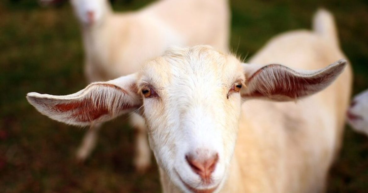 BEYOND PARODY: Minneapolis City Attorney Invites Staff to “Healing Circle” With THERAPY GOATS as City Leaders Blame ICE for Chaos