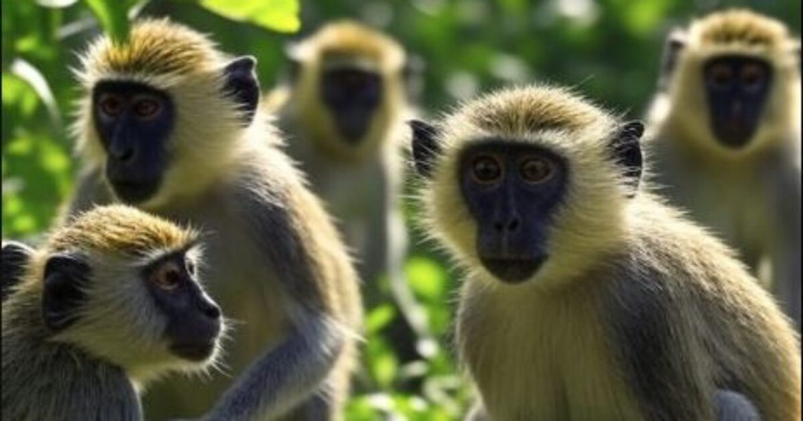 St. Louis Calls Off Search for Band of Monkeys Allegedly Accompanied by a Goat After AI Images Flood Social Media