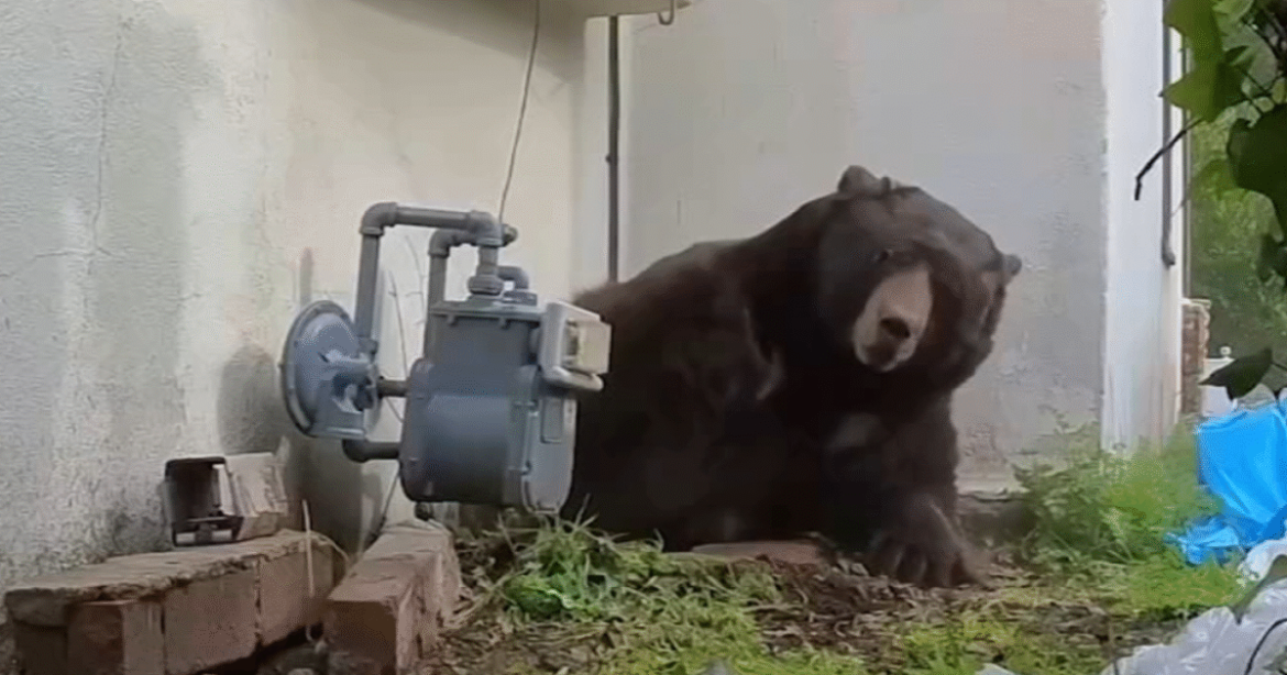 ALTADENA BEAR: 550-Pound Beast That Occupied House’s Basement for Over a Month Has Now Tried to Hibernate in Other Two Houses in the Region