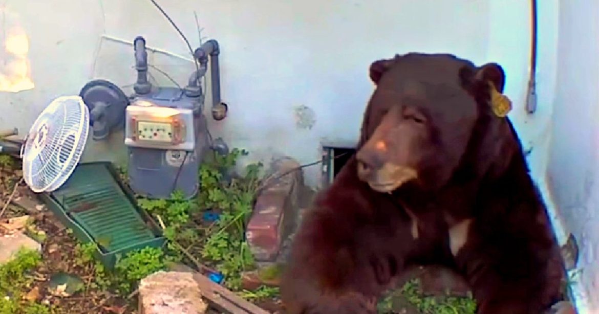 For a Month, a Black Bear Has Been Living in the Basement of a House in California – Homeowner To Sue State Authorities as They Are Unable or Unwilling To Remove It (VIDEOS)
