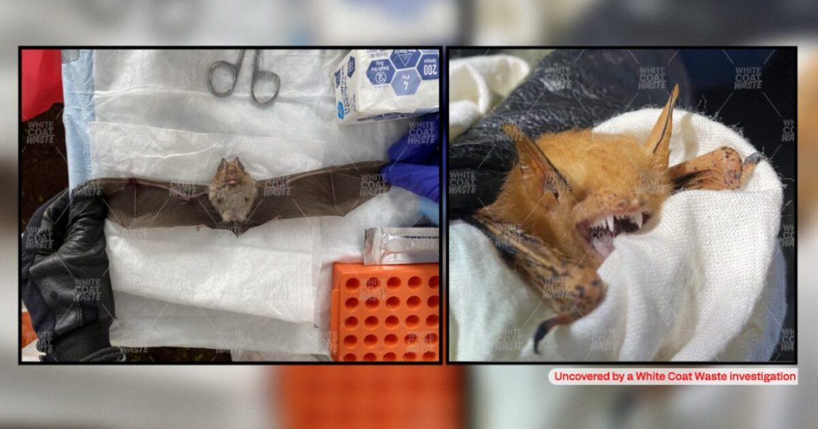 DID WE LEARN NOTHING? NIH Funds Wuhan-Style Bat Lab at Colorado State University