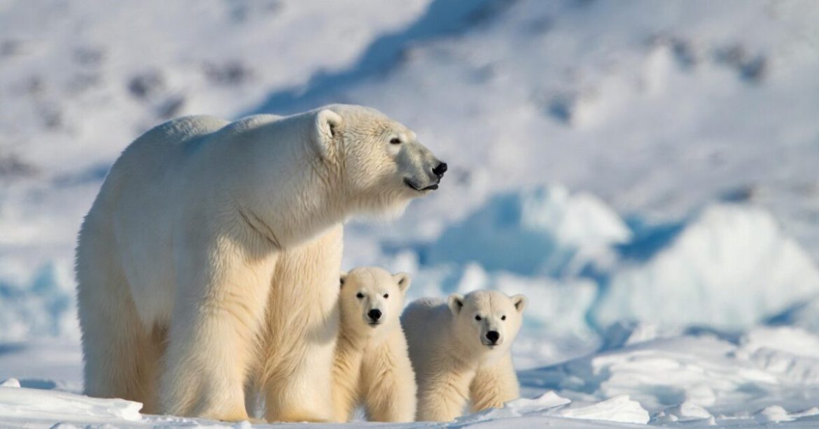 Polar Bears Getting ‘Fatter and Healthier’ Despite So-Called Global Warming, Study Finds