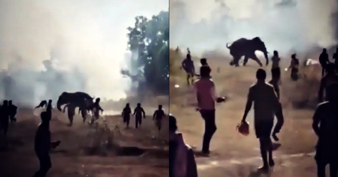HORROR: Wild Elephant Kills Two Dozen People in a 10-Day Rampage Across Eastern India (VIDEO)