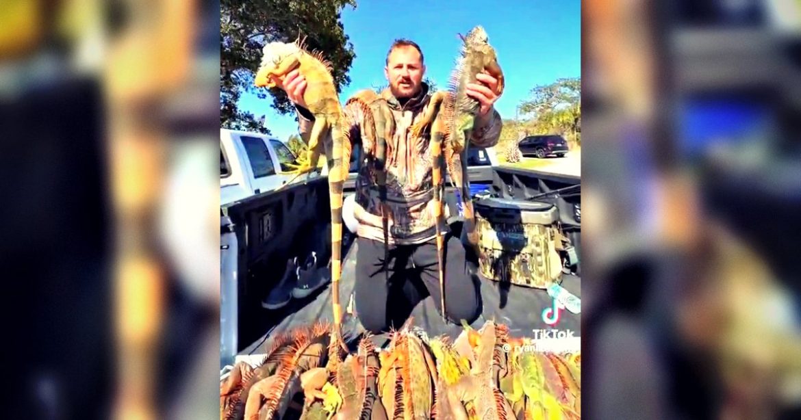 FALLING FROZEN IGUANAS: Cold Snap in Florida Has Lizards Getting Into a Coma-Like State and Dropping From Trees (VIDEOS)