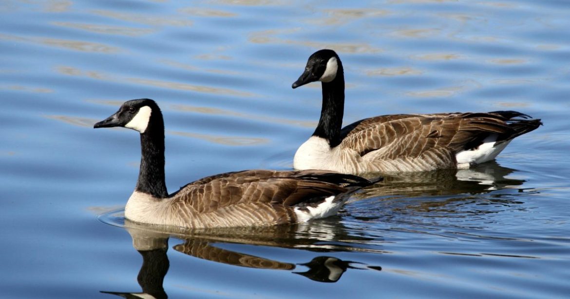 Over 1,100 Geese Mysteriously Found Dead in New Jersey Waters