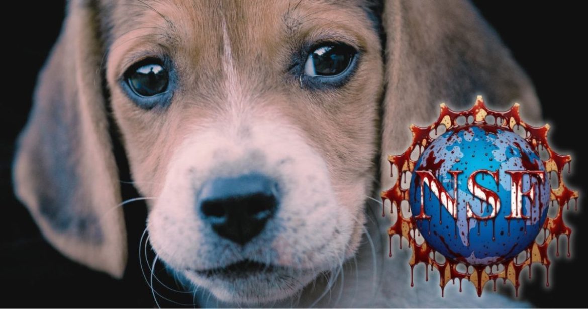 EXPOSED: Taxpayer-Funded Horror at University of Chicago – NSF Pours Millions into Inducing Severe Strokes in Dogs Before Killing Them