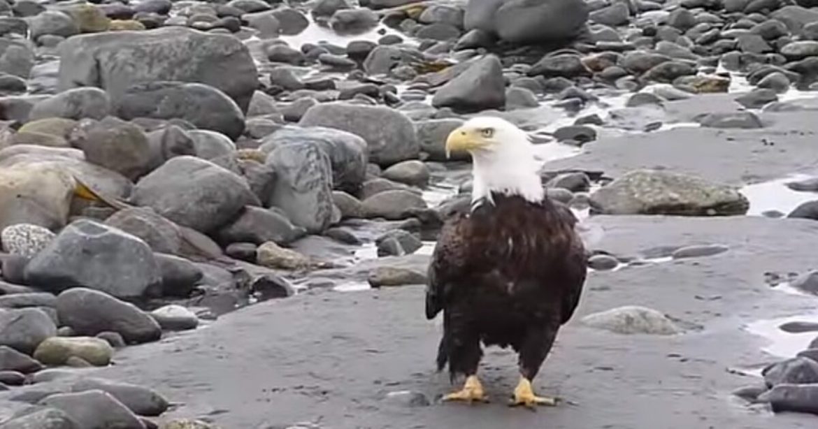 OUTRAGE: American Bald Eagle Killed in Minnesota by ‘Clean Energy’ Wind Turbine – The Details Are Horrific